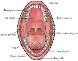 Lumps and bumps aren't uncommon in your mouth. Early Stage Oral Cavity Cancer Memorial Sloan Kettering Cancer Center