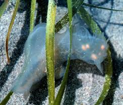 Image result for Melinis subglabra