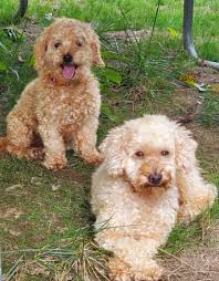 No Shady Pines For Pooches — The Muttly Crew