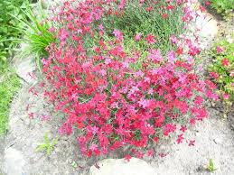 Pin Auf Blumen Pflanzen
