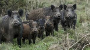 We did not find results for: La Chasse Est Ouverte Pour Les Sangliers Et Chevreuils Dans L Aube