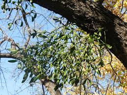 Image result for Viscum congolense