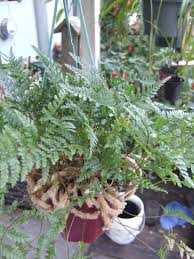 Indoor rabbit foot fern care tips. Rabbit S Foot Fern Etsy Rabbit Foot Fern Rock Garden Plants Plant Care
