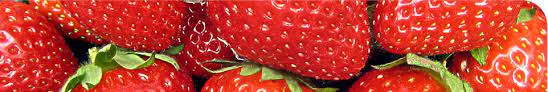 Maybe you would like to learn more about one of these? Ken Muir Fruit Trees Fruit Trees For Sale Buy Fruit Trees Fruit Tree Supplier Bare Rooted Fruit Trees Bare Rooted Fruit Trees For Sale Buy Bare Rooted Fruit Trees Buy Raspberry Canes