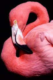 Flamingo Flamingo Pink Flamingos Flamingo Pictures