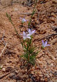 Image result for Wahlenbergia wittei