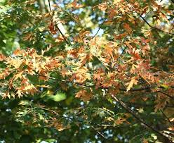 Jul 25, 2015 · the most important thing when choosing a container to grow your japanese maple in is size. Bacterial Leaf Scorch