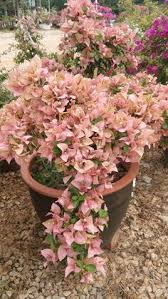 Pohon bougenville bunga kertas jual pohon bonsai bougenville ada juga bougenville biasa. Taman Bunga Dari Kertas Ideku Unik