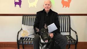 De ce este cainele cel mai bun prieten al omului. Cainii Se Intorc La Casa AlbÄƒ Joe Biden Are Doi Paznici Champ È™i Major Dintre Care Unul Adoptat De La Un AdÄƒpost Galerie Foto