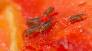 Fruchtfliegenfalle Selber Machen So Geht Es Ganz Einfach Fruchtfliegenfalle Fruchtfliegen Fruchte