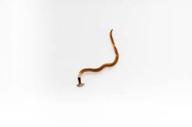 We did not find results for: How To Deworm A Dog With Pictures Natural And Veterinary Treatments
