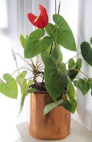 Easy Care Flowering House Plants Anthurium Plant Flowering House Plants House Plants
