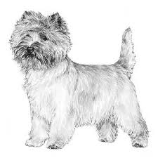 Image result for cairn teriér