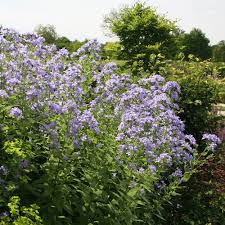 Campanula Lactiflora Prichard S Variety Milky Bellflower Syn Campanula Pritchard S Variety In 2020 Campanula Bellflower Plants
