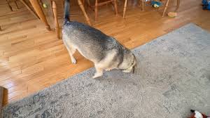 Is this what acid reflux in dogs looks like?