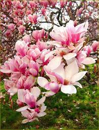 Pin On Flower