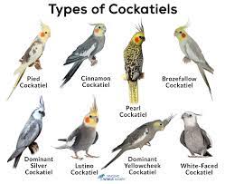 Contrast that with cockatiel lifespan in captivity, which can be anywhere from 15 to 25 years. Cockatiels Types Care As Pets Lifespan Pictures Singing Wings Aviary Com