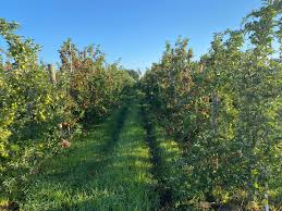 By denise neilsen and terry l. High Density Apple Orchard San Joaquin County Ca Farming
