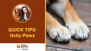 The fourth cracked dog paws home remedy on this list is vitamin e oil. Itchy Paws Quick Tips Youtube