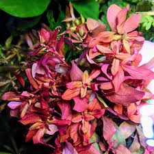 Image result for Ammannia aegyptiaca