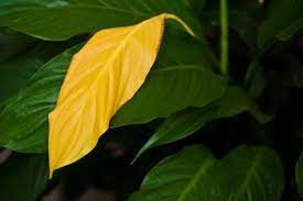 Yellow leaves turning black, brown spots appearing, and leaves wilting and drooping because you can't get them to drink enough water. Dying Peace Lily Expert Tips To Grow And Revive Your Plant
