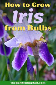 How To Grow Iris Planting Iris Bulbs In Pots The Gardening Dad In 2020 Growing Irises Plants Growing Flowers