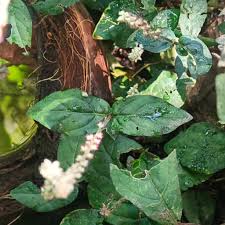 Image result for Cyathula prostrata