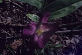 Image result for Siphonochilus rhodesicus