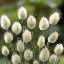 Image result for Impatiens bequaertii