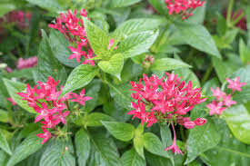 Image result for Pentas longiflora