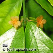 Image result for Salacia