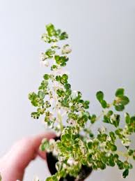 Image result for Pilea microphylla