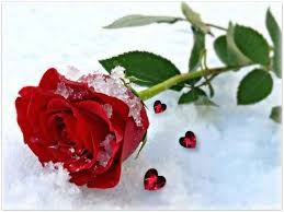 We did not find results for: 8 Unique Flowers Your Girlfriend Will Love