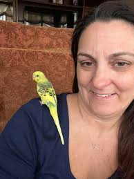 New baby cockatel being hand fed with siblings