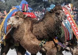 Turkey camel wrestling: Animal rights activists slam festival | CNN Travel