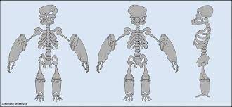 Skeleton Warrior Turnaround By Asashi Kami On Deviantart Skeleton Warrior Character Design Girl Character Model Sheet