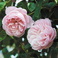 The Generous Gardener David Austin Climbing Roses Climbing Roses David Austin Roses