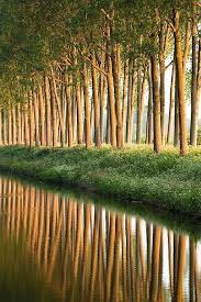 The Damme Canal Is A Canal In The Belgian Province Of West Flanders The Canal Links Bruges With The Western Scheldt Beautiful Nature Nature Photography Nature