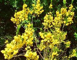 Erica Pageana Is One Of Very Few Yellow Flowered Species Of Heather Plants Species Erica