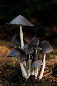 The Black Hat Society Stuffed Mushrooms Fungi Magical Mushrooms