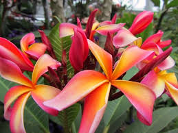 Pin On Plants Color Salmon Apricot Coral