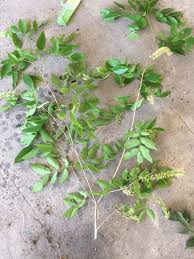 Image result for Crudia