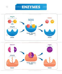Enzyme Biological Vector Illustration Diagram Enzymes Biology Biology Lessons Teaching Biology