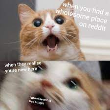 Im New And I M Tyring R Wholesomememes Wholesome Memes Know Your Meme