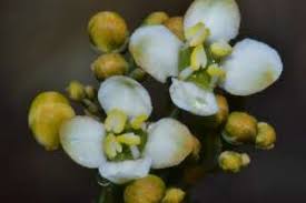 Image result for Montinia