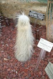 Circe denyer has released this old man cactus image under public domain license. Cephalocereus Senilis Old Man Cactus North Carolina Extension Gardener Plant Toolbox
