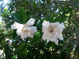 Gardenias produce white flowers with shiny, dark foliage surrounding them. Gardening Gardenias While Difficult To Grow Have A Beautiful Payoff Daily News