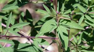 Image result for Cleome schimperi