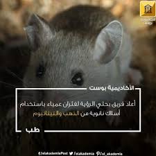 أعاد فريق من الباحثين الرؤية لفئران عمياء باستخدام أسلاك نانوية من الذهب والتيتانيوم أعاد فريق من الباحثين الصينيين الرؤية لفئران عمياء عن طريق Animals Hamster