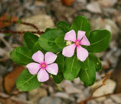 Image result for Apocynaceae subfamilies Apocynoideae and Rauvolfioideae